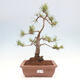 Vonkajšie bonsai - Pinus Sylvestris - Borovica lesná - 1/4