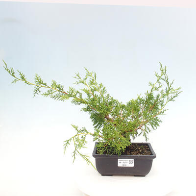 Vonkajší bonsai - Juniperus chinensis ITOIGAWA -Jalovec čínsky