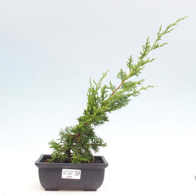 Vonkajší bonsai - Juniperus chinensis ITOIGAWA -Jalovec čínsky