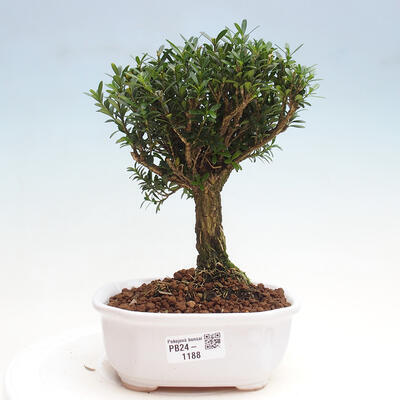 Izbová bonsai - Buxus harlandii - korkový buxus - 1