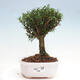 Izbová bonsai - Buxus harlandii - korkový buxus - 1/3