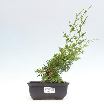 Vonkajší bonsai - Juniperus chinensis ITOIGAWA -Jalovec čínsky