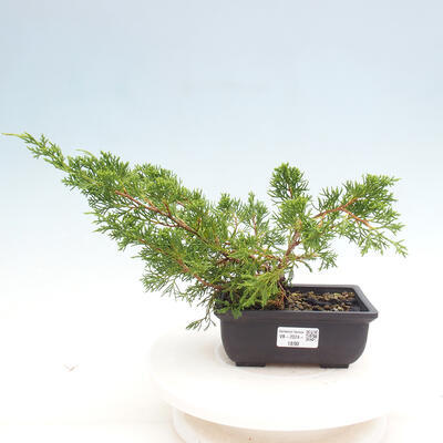 Vonkajší bonsai - Juniperus chinensis ITOIGAWA -Jalovec čínsky