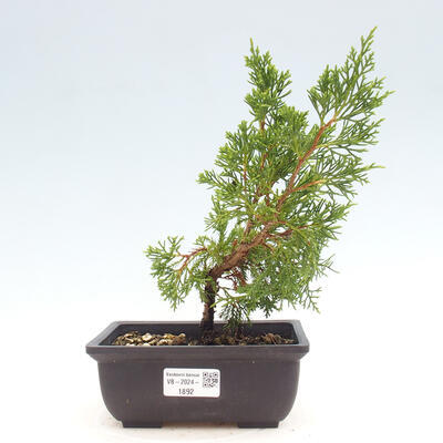 Vonkajší bonsai - Juniperus chinensis ITOIGAWA -Jalovec čínsky