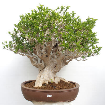 Izbová bonsai - Premna serratifolia - Kozlovoň malolistá - 1