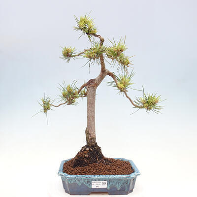 Vonkajšie bonsai - Pinus Sylvestris - Borovica lesná - 1