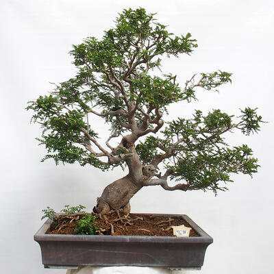 Izbová bonsai - Zantoxylum piperitum - korenistý - 1