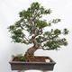 Izbová bonsai - Zantoxylum piperitum - korenistý - 1/7