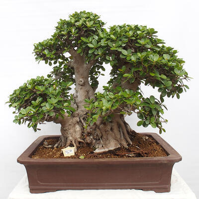 Izbová bonsai - Ficus Panda - malolistý fikus - 1