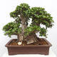 Izbová bonsai - Ficus Panda - malolistý fikus - 1/5