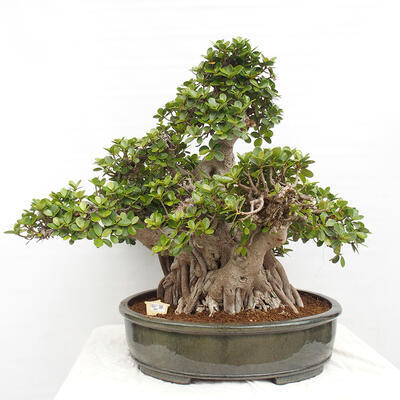 Izbová bonsai - Ficus Panda - malolistý fikus - 1