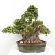 Izbová bonsai - Ficus Panda - malolistý fikus - 1/5