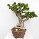 Izbová bonsai - Bouganwilea - 1/6