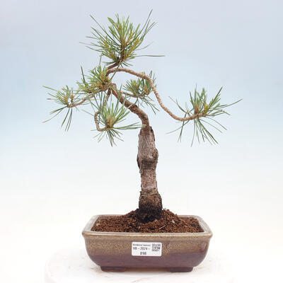 Vonkajšie bonsai - Pinus Sylvestris - Borovica lesná - 1