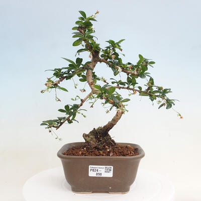 Izbová bonsai - Carmona macrophylla - Čaj fuki - 1