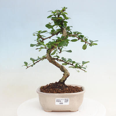 Izbová bonsai - Carmona macrophylla - Čaj fuki - 1