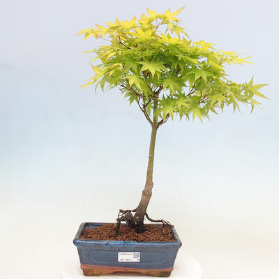 Acer palmatum Aureum - Javor dlanitolistý zlatý - 1