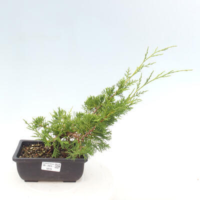 Vonkajší bonsai - Juniperus chinensis ITOIGAWA -Jalovec čínsky