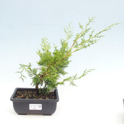 Vonkajší bonsai - Juniperus chinensis ITOIGAWA -Jalovec čínsky