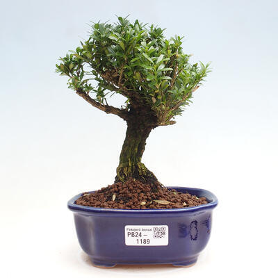 Izbová bonsai - Buxus harlandii - korkový buxus - 1