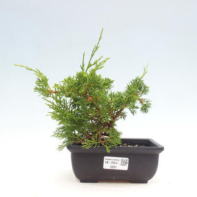 Vonkajší bonsai - Juniperus chinensis ITOIGAWA -Jalovec čínsky