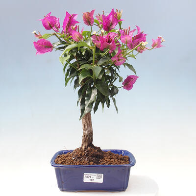 Izbová bonsai - Bouganwilea - 1