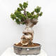 Izbová bonsai - Bouganwilea - 1/6