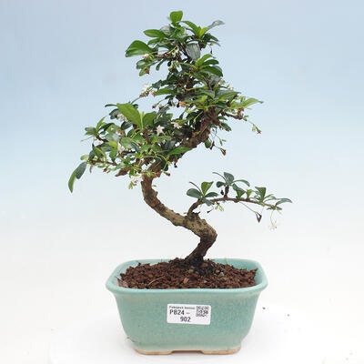 Izbová bonsai - Carmona macrophylla - Čaj fuki - 1