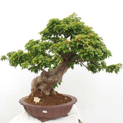 Izbová bonsai - Bouganwilea - 1