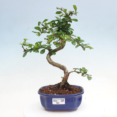 Izbová bonsai - Carmona macrophylla - Čaj fuki - 1