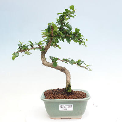 Izbová bonsai - Carmona macrophylla - Čaj fuki - 1