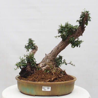 Izbová bonsai - Olea europaea sylvestris -Oliva európska drobnolistá - 1