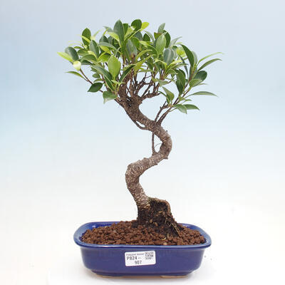 Izbová bonsai - Ficus kimmen - malolistá fikus