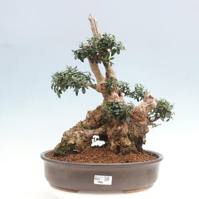 Izbová bonsai - Olea europaea sylvestris -Oliva európska drobnolistá - 1