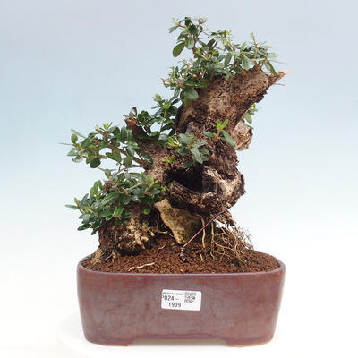 Izbová bonsai - Olea europaea sylvestris -Oliva európska drobnolistá - 1