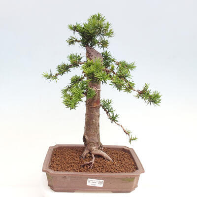 Vonkajší bonsai - Taxus cuspidata - Tis japonský - 1