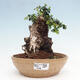 Izbová bonsai - Olea europaea sylvestris -Oliva európska drobnolistá - 1/7