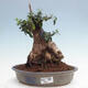 Izbová bonsai - Olea europaea sylvestris -Oliva európska drobnolistá - 1/7