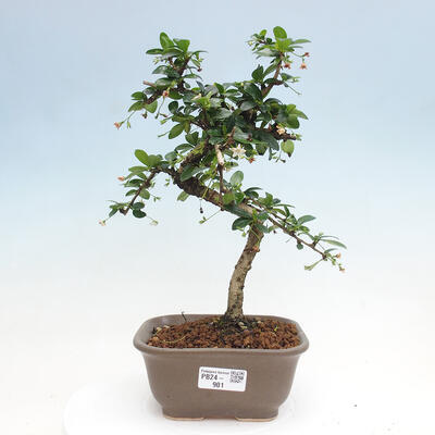 Izbová bonsai - Carmona macrophylla - Čaj fuki - 1