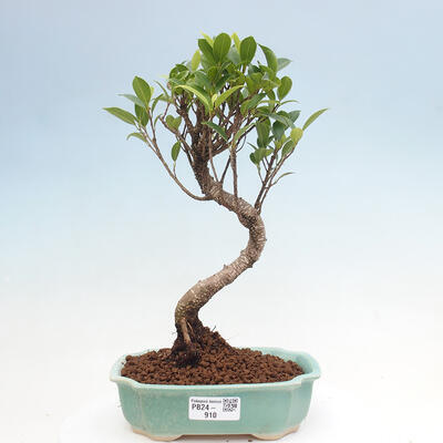 Izbová bonsai - Ficus kimmen - malolistá fikus