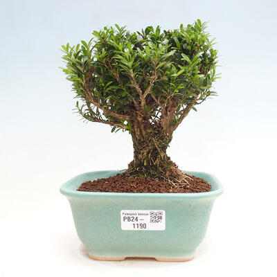 Izbová bonsai - Buxus harlandii - korkový buxus - 1