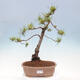 Vonkajšie bonsai - Pinus Sylvestris - Borovica lesná - 1/4
