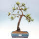 Vonkajšie bonsai - Pinus Sylvestris - Borovica lesná - 1/4