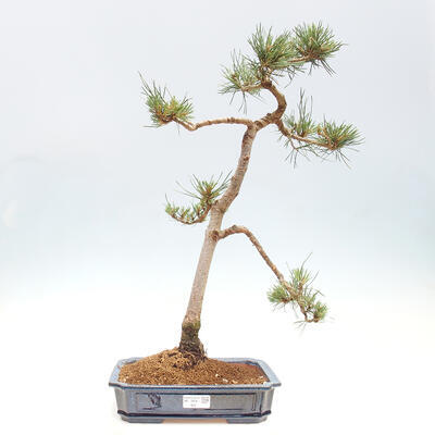 Vonkajšie bonsai - Pinus Sylvestris - Borovica lesná - 1