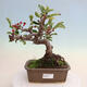 Vonkajší bonsai - Malus sergentiu - Maloplodá jabloň - 1/6