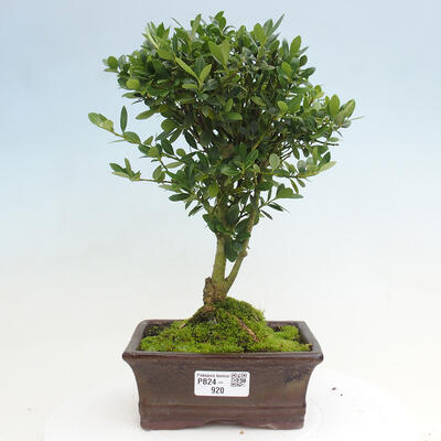 Izbová bonsai - Ilex crenata - Cezmína - 1