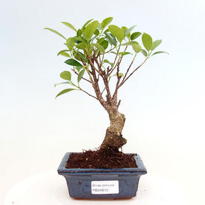 Izbová bonsai - Ficus retusa - malolistá fikus - 1