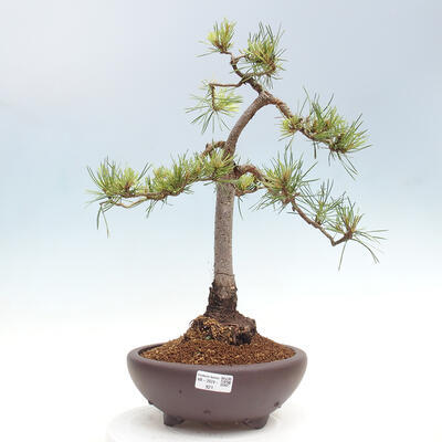 Vonkajšie bonsai - Pinus Sylvestris - Borovica lesná - 1