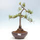 Vonkajšie bonsai - Pinus Sylvestris - Borovica lesná - 1/4