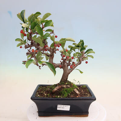 Vonkajší bonsai - Malus sergentiu - Maloplodá jabloň - 1